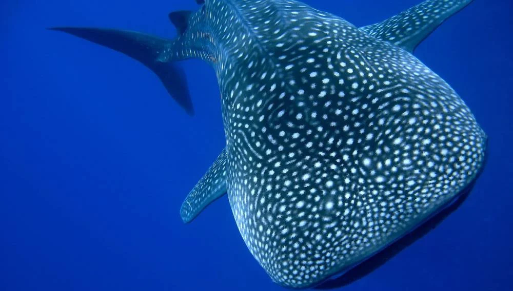 Canarias en alerta roja: el vídeo del tiburón más grande del mundo en la playa 1 Moncloa Cómo es el tiburón ballena, la especie descubierta en Canarias