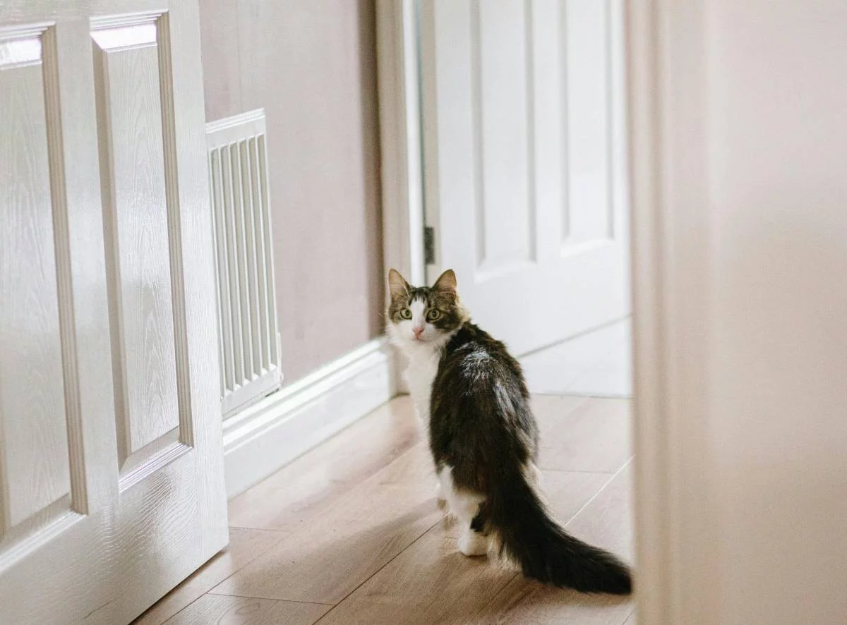 Un olvido y una solución gatuna: el vídeo que muestra cómo un felino abre la puerta