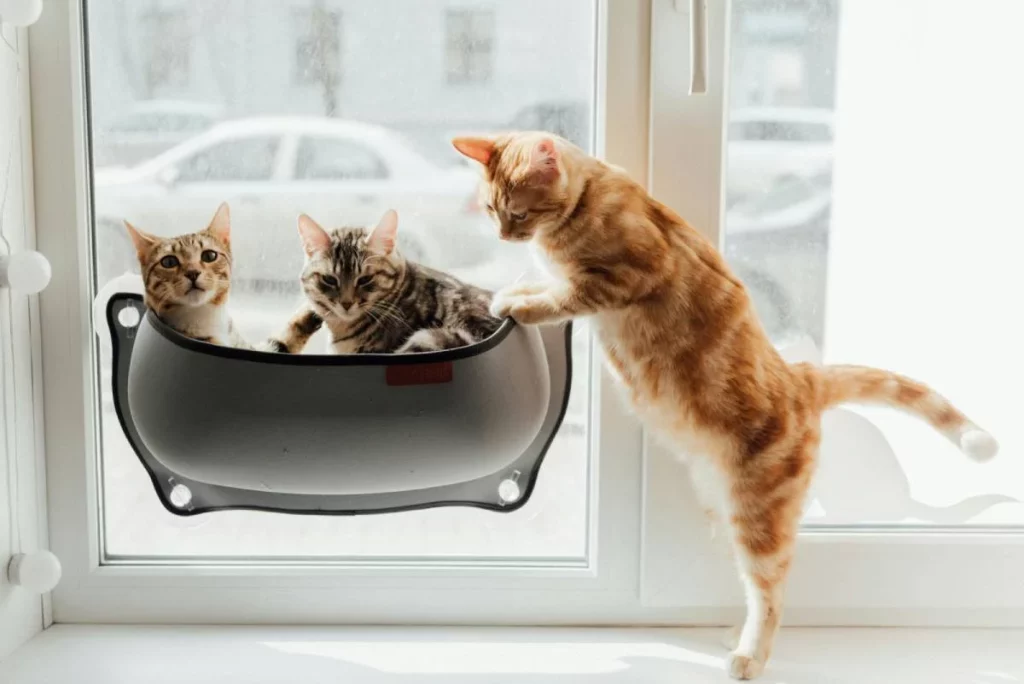 Un olvido y una solución gatuna: el vídeo que muestra cómo un felino abre la puerta 1 Moncloa Inteligencia gatuna: datos desconocidos de los felinos