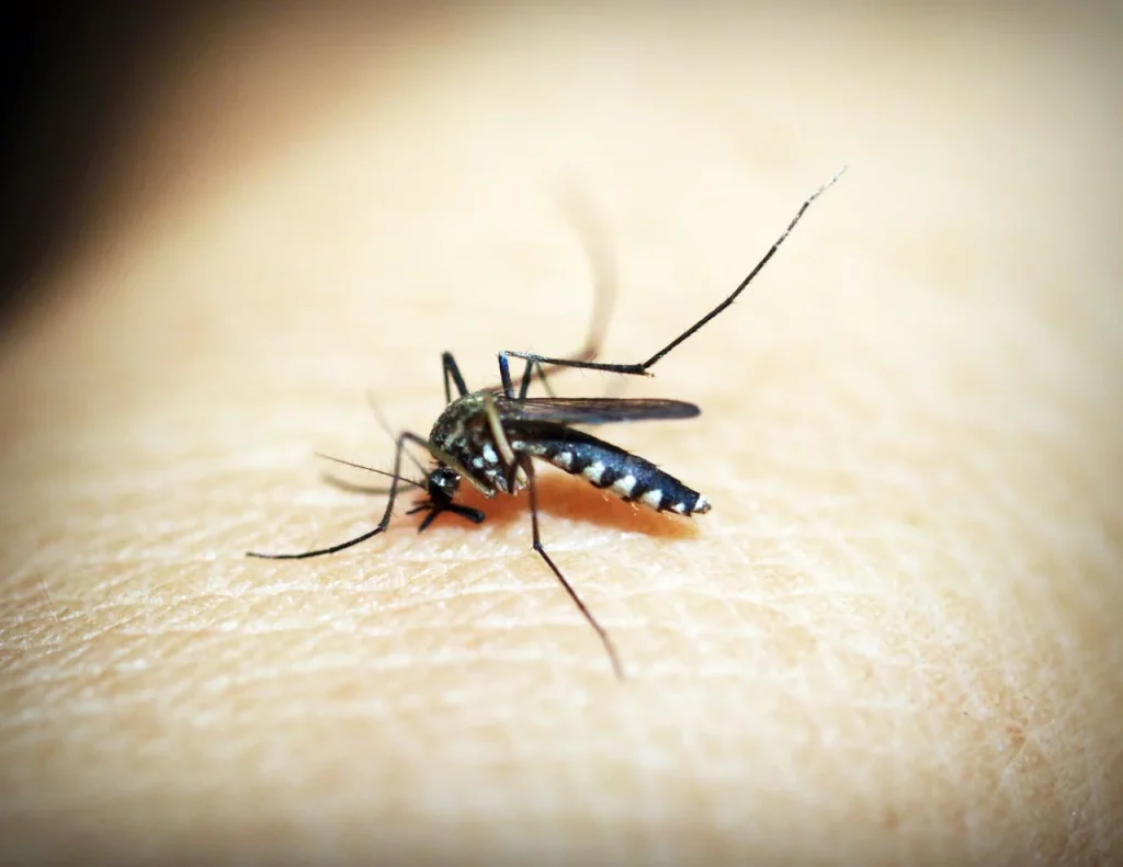 El invento de Aldi para que los mosquitos te dejen tranquilos en verano 1 Moncloa Aldi