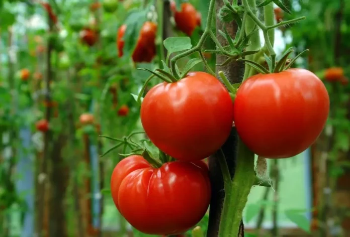 Este sencillo truco mejora el sabor de los tomates del supermercado pero perjudica tu salud