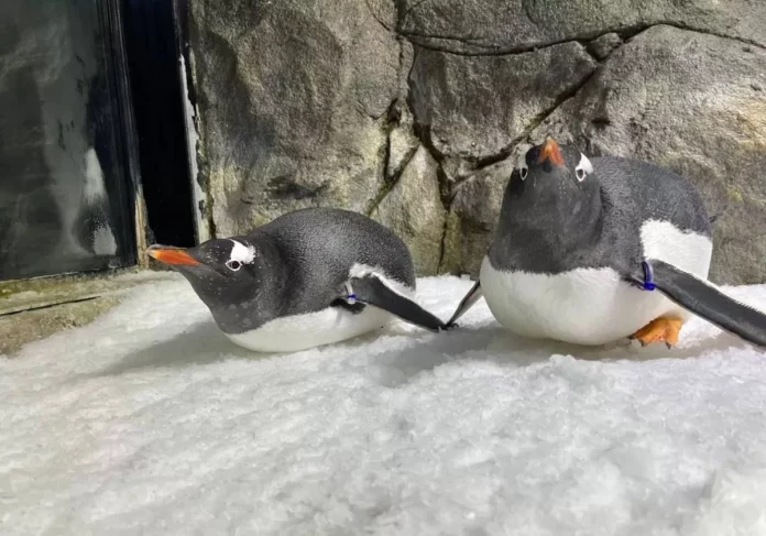 Sphen, el pingüino gay que hizo historia al romper las normas en el mundo animal