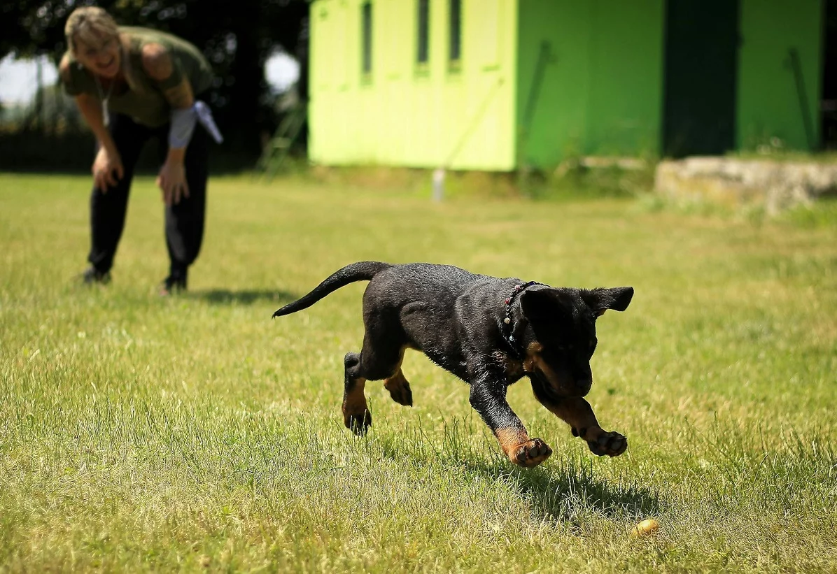Entrenador de perros