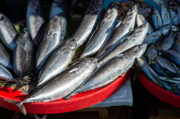 Descubre el pescado español con más proteínas que el salmón y a un precio imbatible 1 Moncloa El bonito frente tiene más proteínas que el salmón