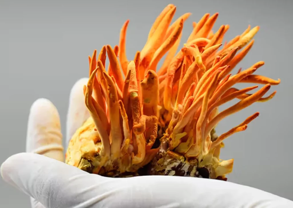 Transforma tu vida íntima con este superhongo que lo puedes preparar en tu casa 2 Moncloa Cómo incorporar el cordyceps para tener una mejor vida íntima