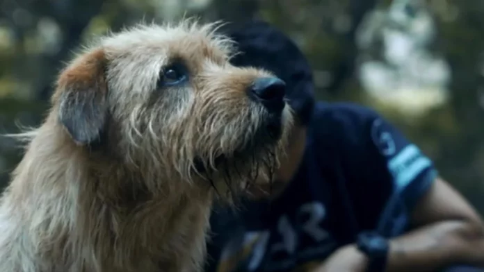 La historia perruna de Prime Video que hace llorar a toda España, superando a “Marley y yo”