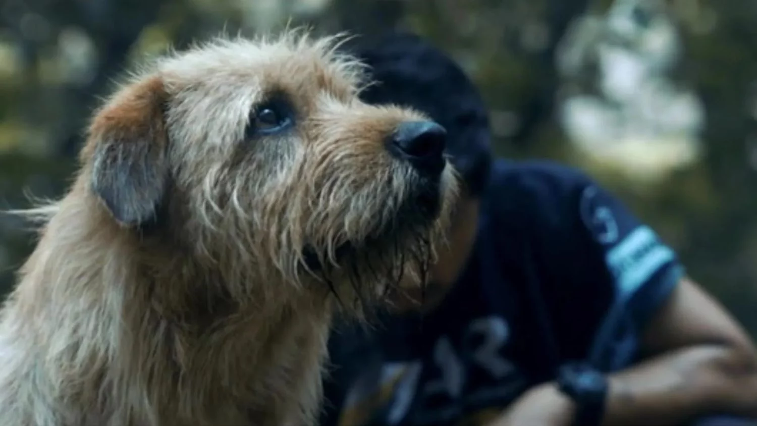 La historia perruna de Prime Video que hace llorar a toda España, superando a “Marley y yo”