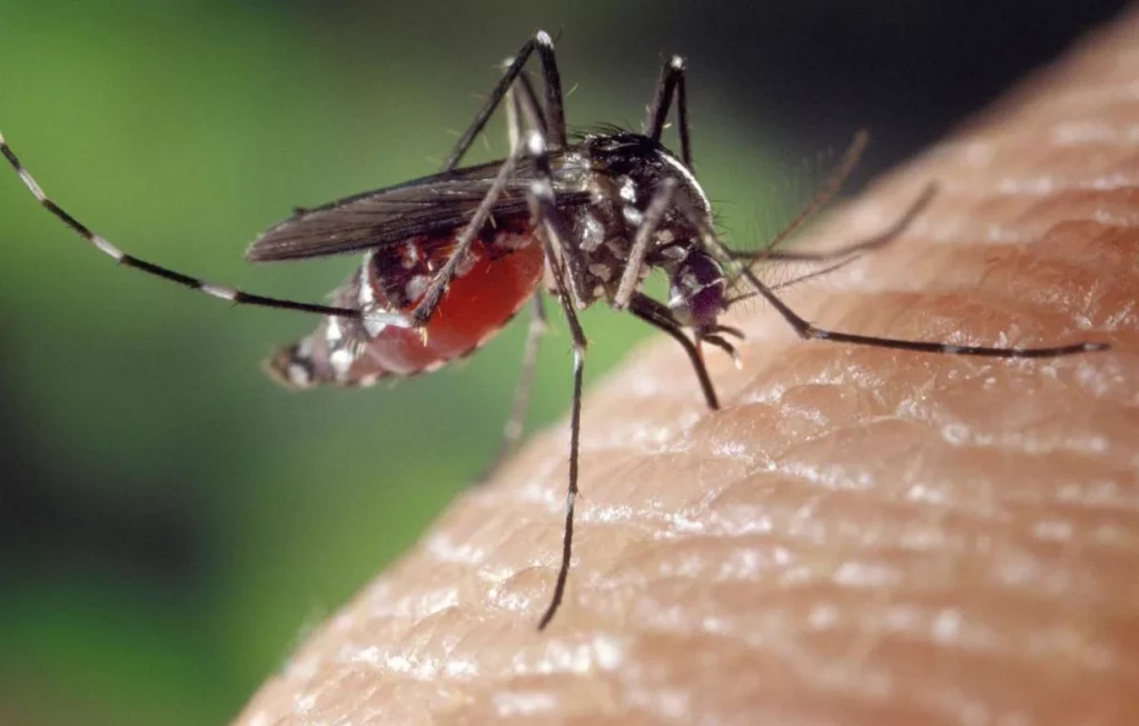 Cómo protegerte del virus del Nilo ahora que se ha vuelto permanente 3 Moncloa ¿Cuáles son las técnicas de prevención contra el virus del Nilo?