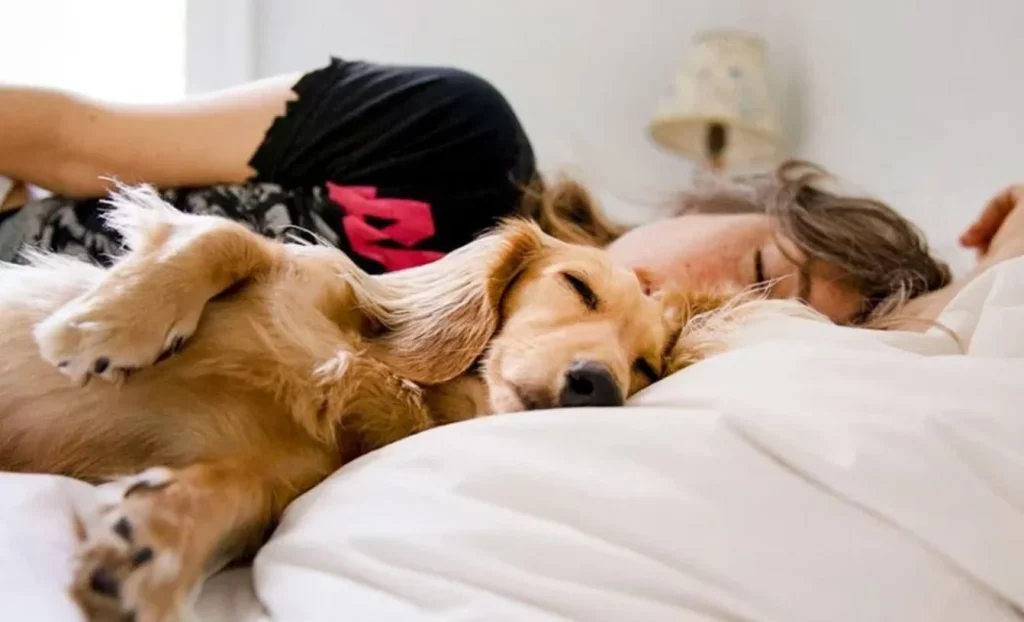 Tu perro podría ser la causa de una enfermedad grave y más si duerme en tu cama 1 Moncloa ¿Por qué podría ser perjudicial?