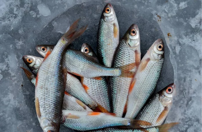 Los 3 pescados con más mercurio que deberías evitar en tu dieta