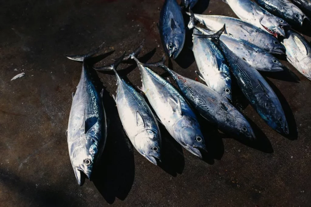 Este pescado, retirado del mercado español: piden no consumirlo 2 Moncloa Qué pasa si se consume pescado en mal estado