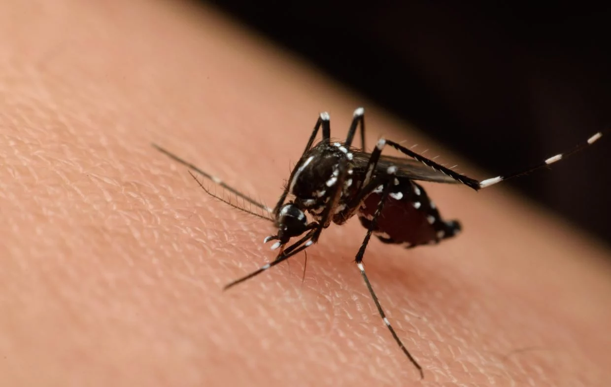 Cómo protegerte del virus del Nilo ahora que se ha vuelto permanente
