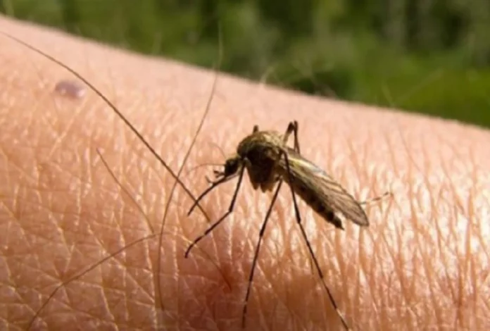 España en alerta por la propagación del mosquito transmisor de 3 virus muy peligrosos