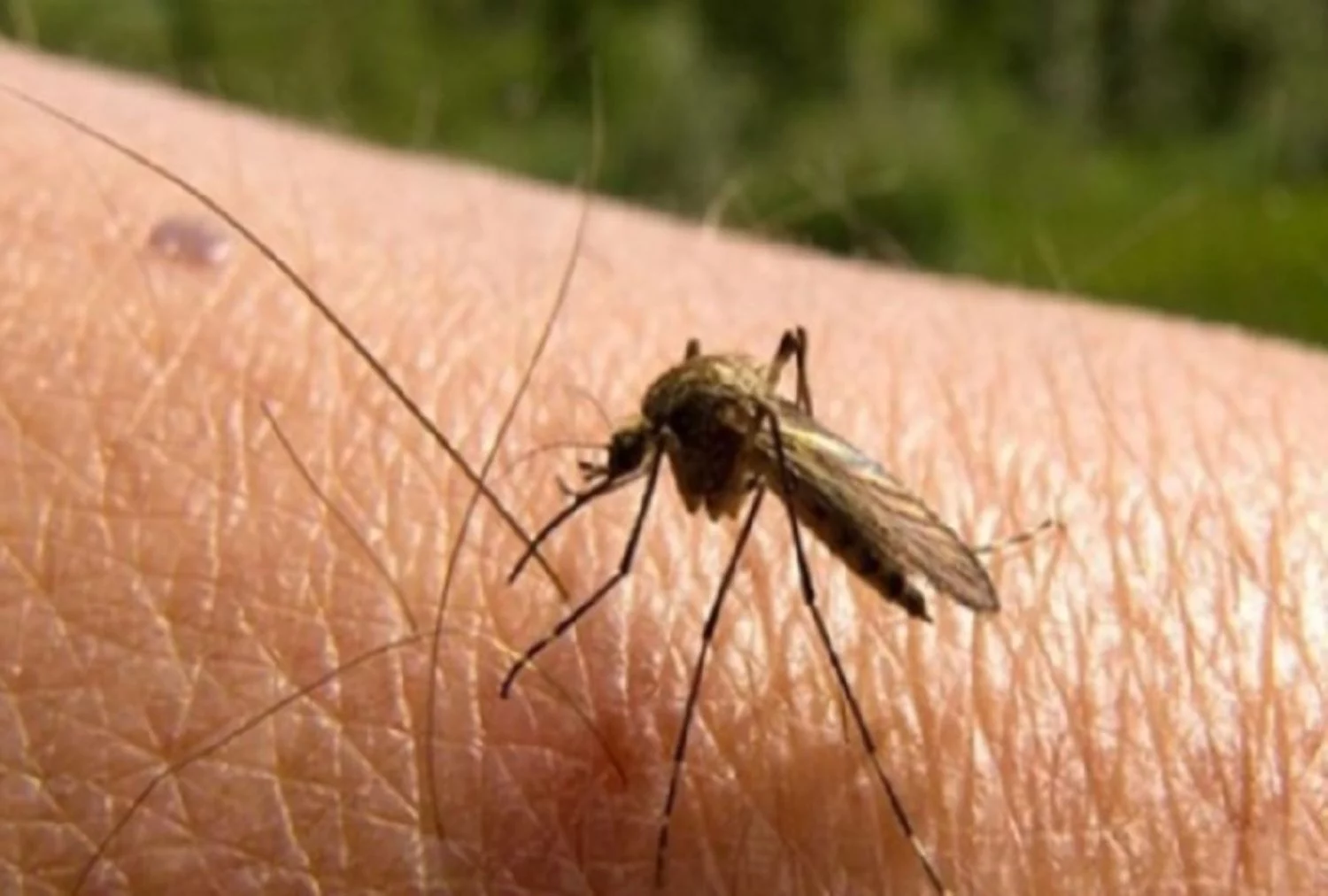 España en alerta por la propagación del mosquito transmisor de 3 virus muy peligrosos