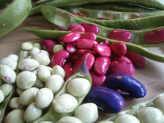 La legumbre saludable que pasa desapercibida en España y es clave para el corazón