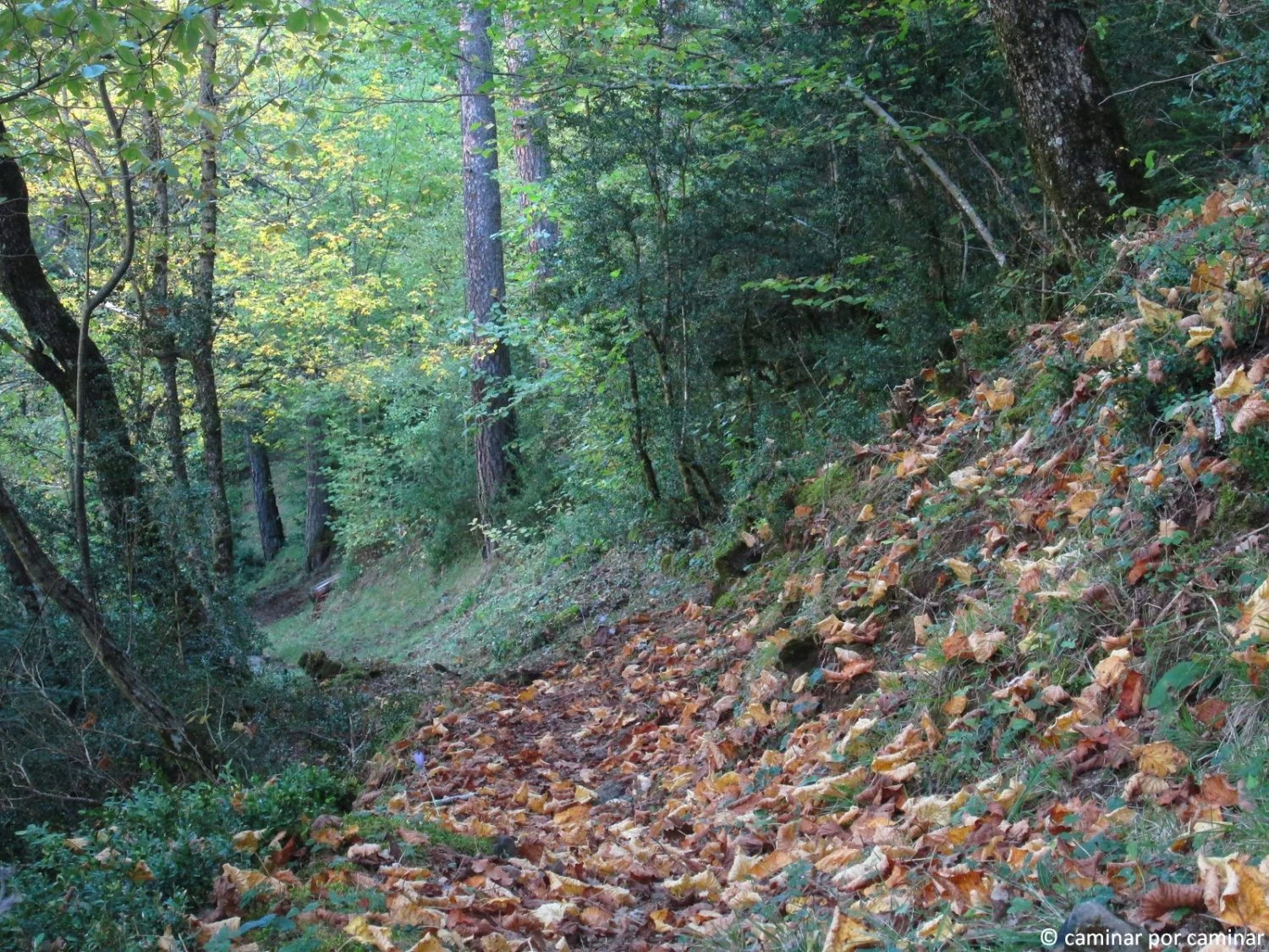 Aragón esconde este bosque único y mágico que debes visitar este invierno 2 Moncloa BOSQUES DE LABATI: SENDAS PARA UN INVIERNO MÁGICO