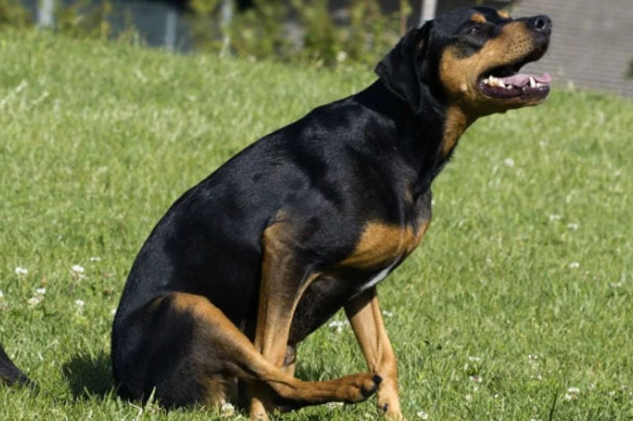 Si ves a tu perro arrastrar la cola esto es lo que está intentando decirte 1 Moncloa SEÑAL DE MIEDO O INSEGURIDAD
