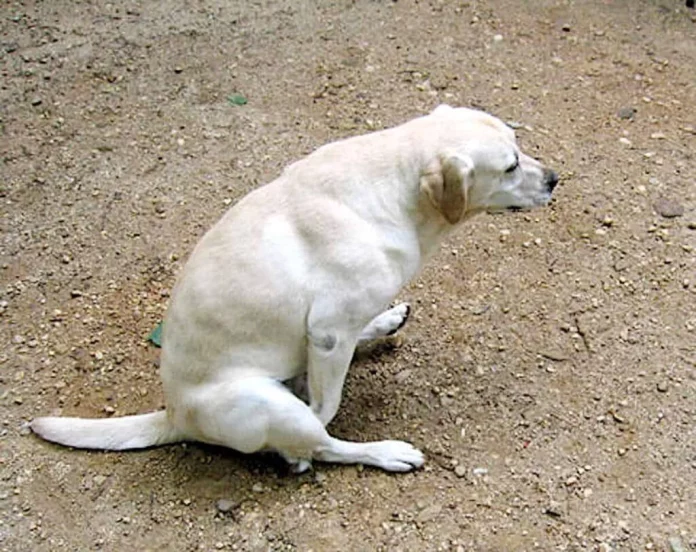 Si ves a tu perro arrastrar la cola esto es lo que está intentando decirte