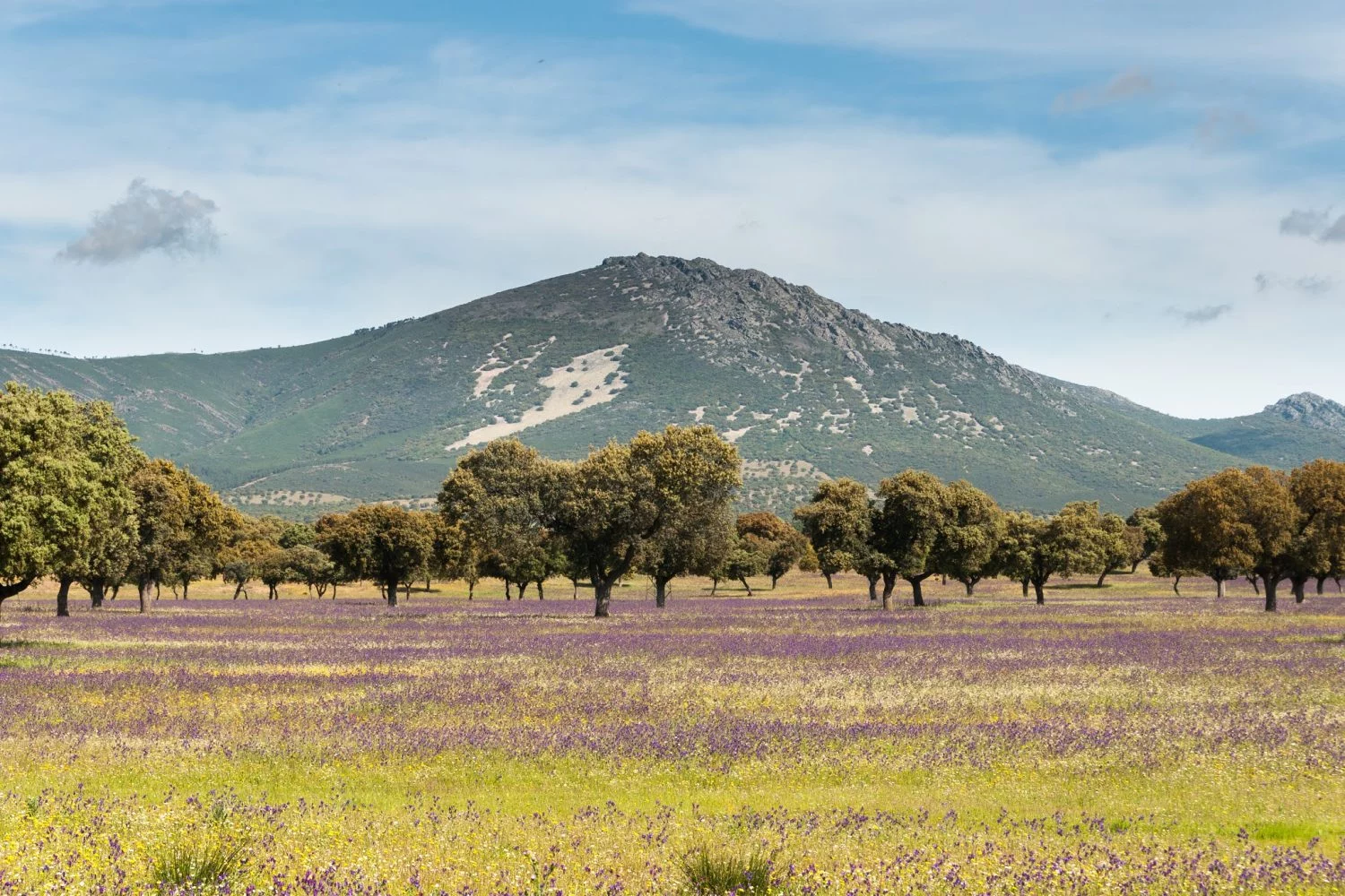 3 lugares que un Grinch amaría para desaparecer en esta Navidad 4 Moncloa PARQUE NACIONAL DE CABAÑERES