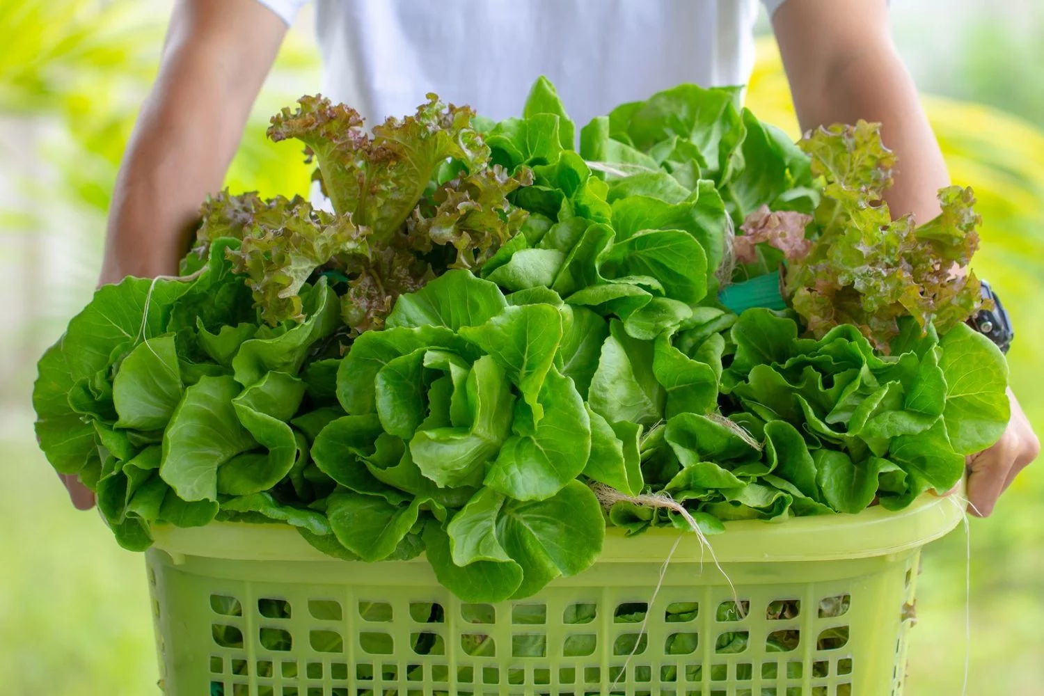 ALTERNATIVAS A LOS GARBAZOS PARA UNA DIETA SALUDABLE