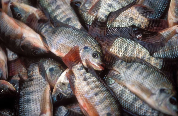Este es el pescado con altos niveles de mercurio y plomo que los españoles deben evitar