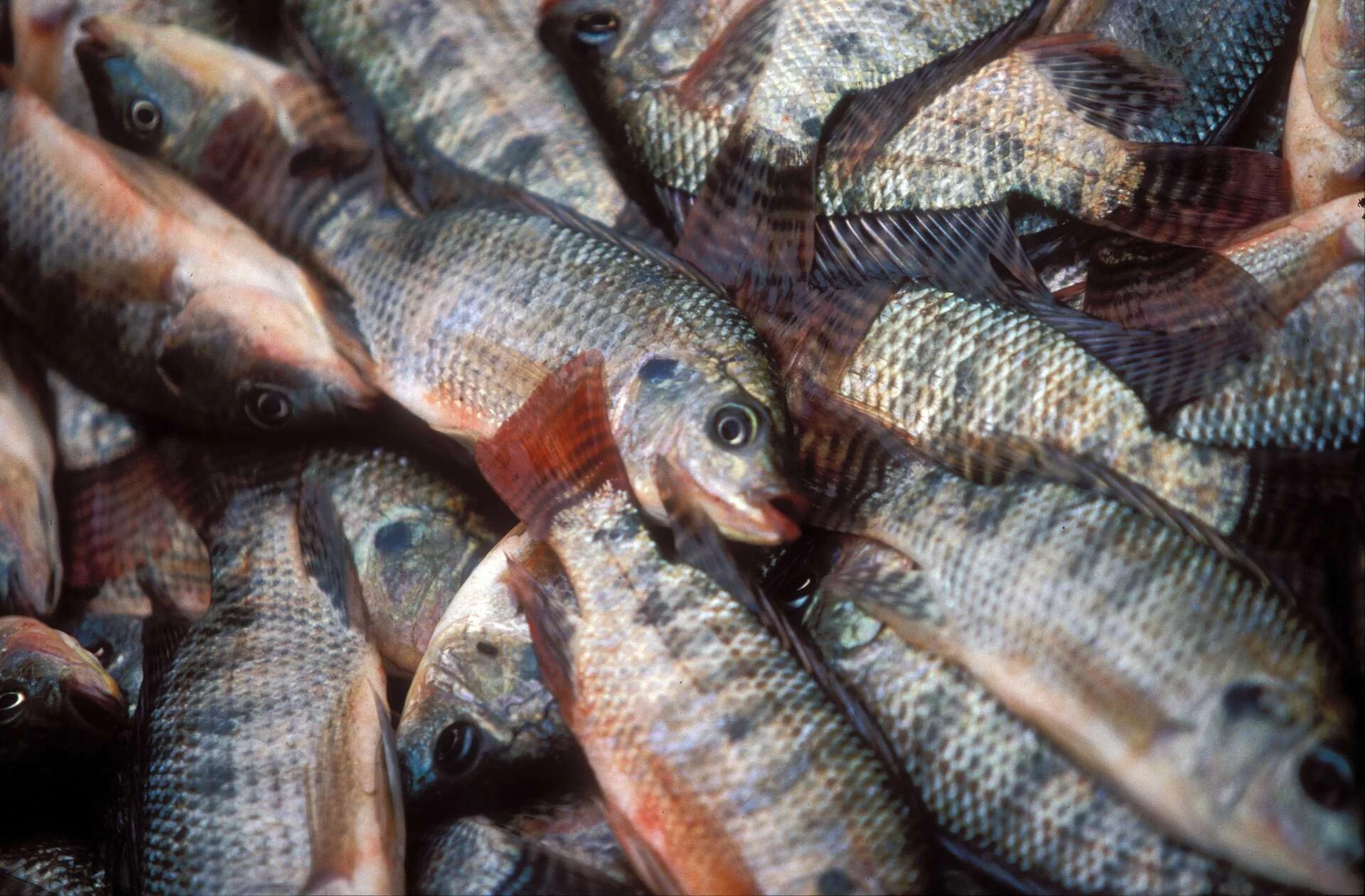 Este es el pescado con altos niveles de mercurio y plomo que los españoles deben evitar