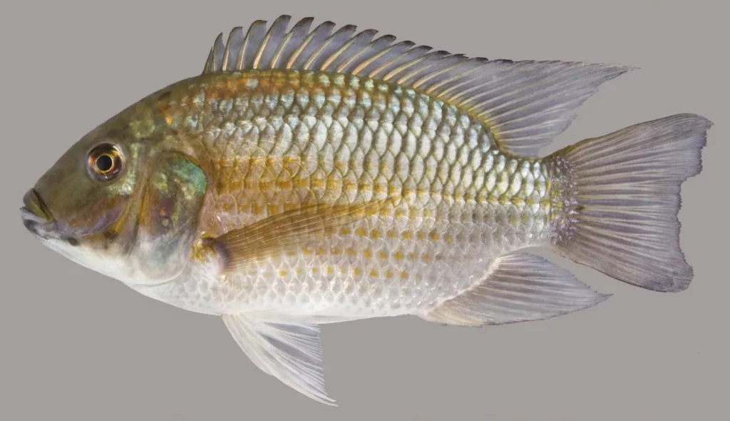 Este es el pescado con altos niveles de mercurio y plomo que los españoles deben evitar 4 Moncloa tilapia 0 Moncloa