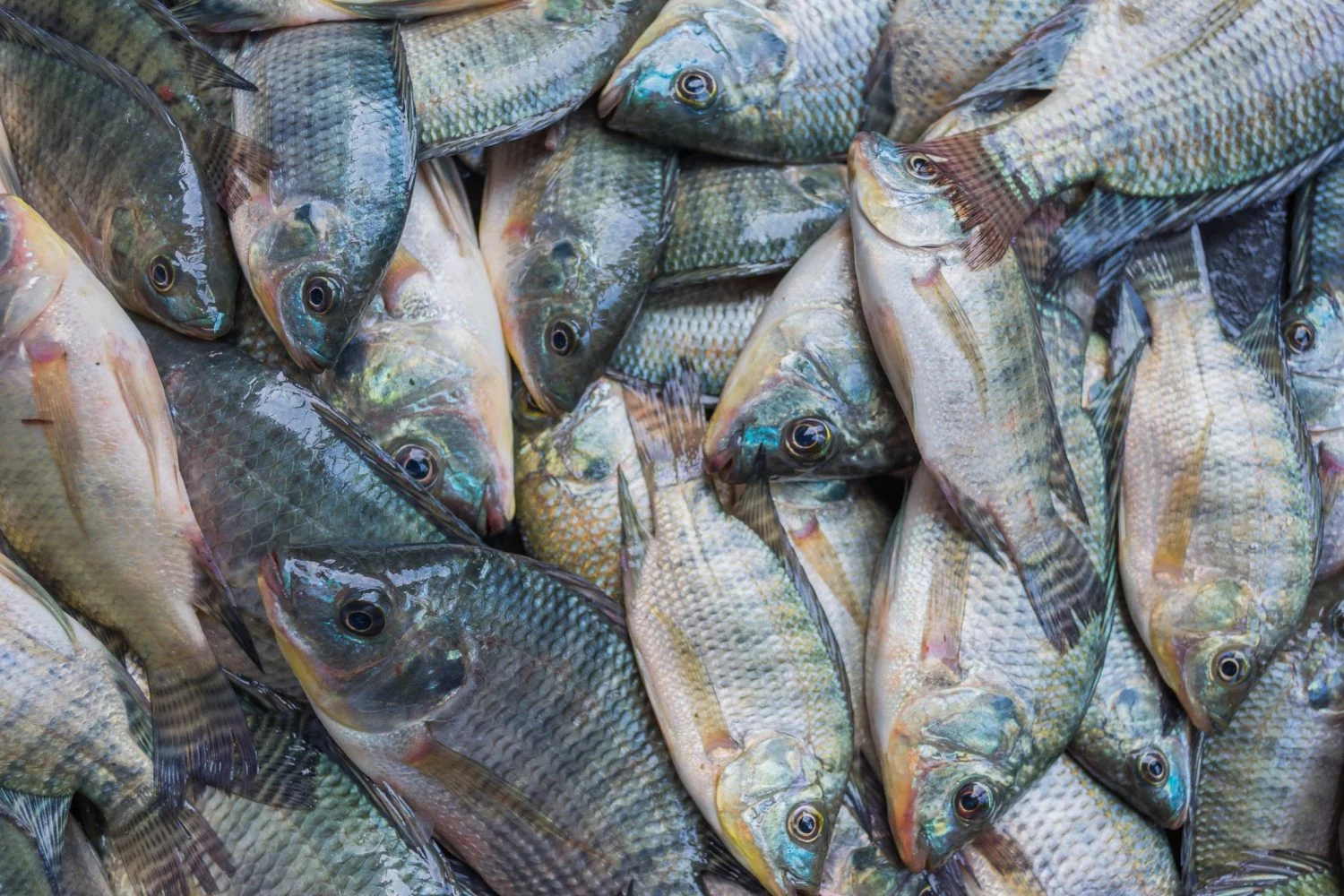 Este es el pescado con altos niveles de mercurio y plomo que los españoles deben evitar 3 Moncloa LA FALTA DE REGULACIÓN EN LAS PISCIFACTORÍAS