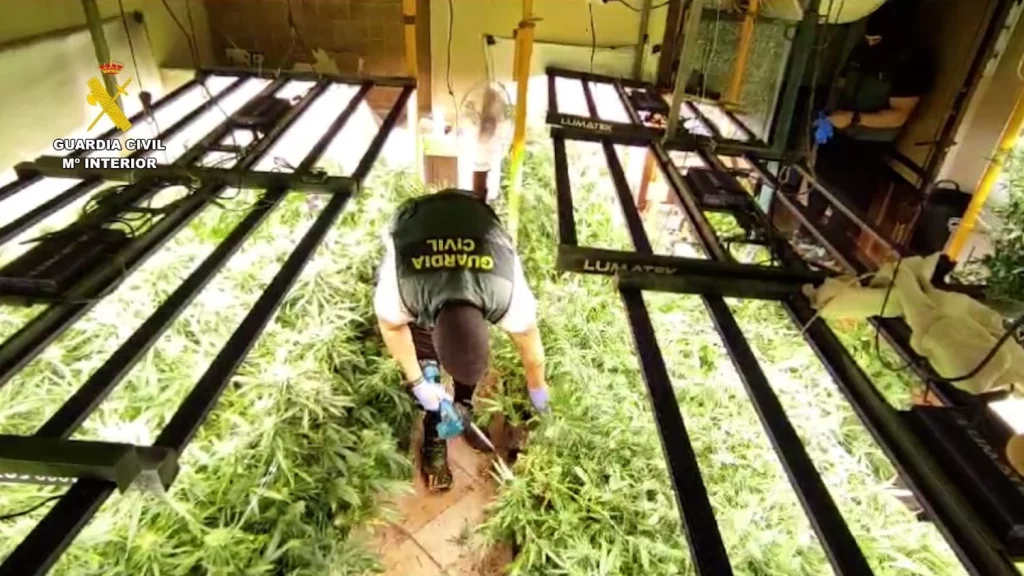 De la A-2 a la A-42: la ruta de la marihuana de Madrid 1 Moncloa Desmantelada en Villanueva de la Torre una plantación de marihuana de alto rendimiento (Fuente: Agencias)