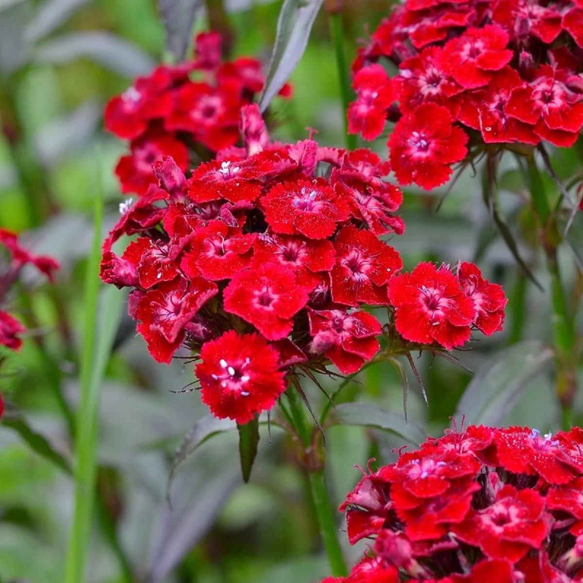 flores para el jardín