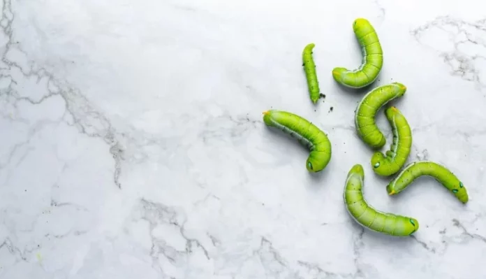Las larvas ya tienen el visto bueno de la UE como opción alimentaria