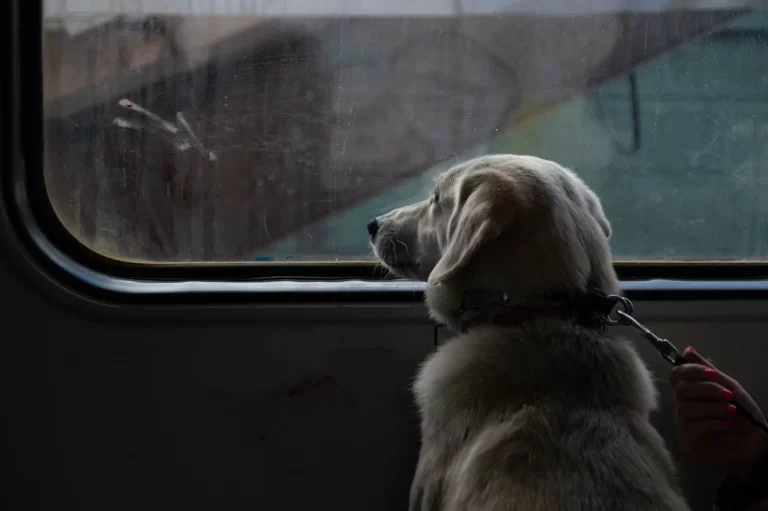 Viajar con perro por España ya no es misión imposible