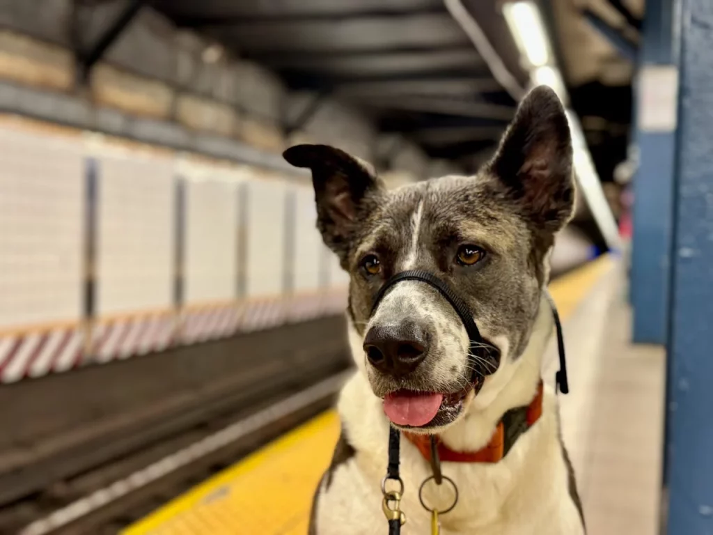 Proyecto “Mascotas Grandes” para que tu perro viaje por toda España