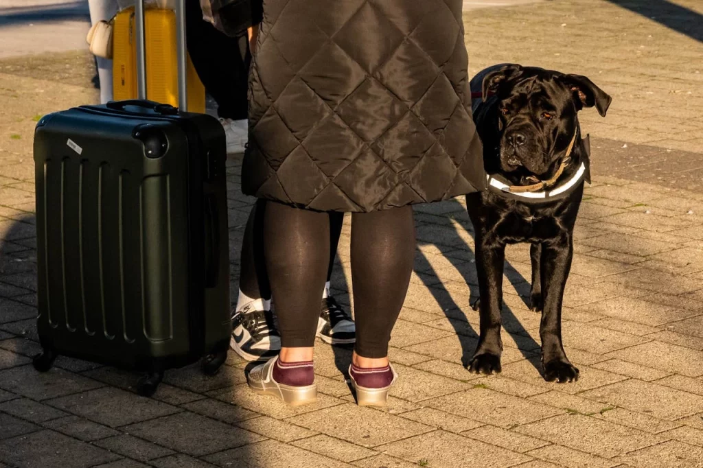 Medidas de seguridad para viajar con tu perro por Madrid