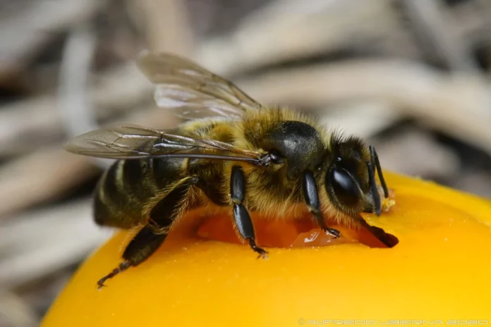 Esta abeja que solo existe en Tenerife y es clave para el ecosistema de toda España