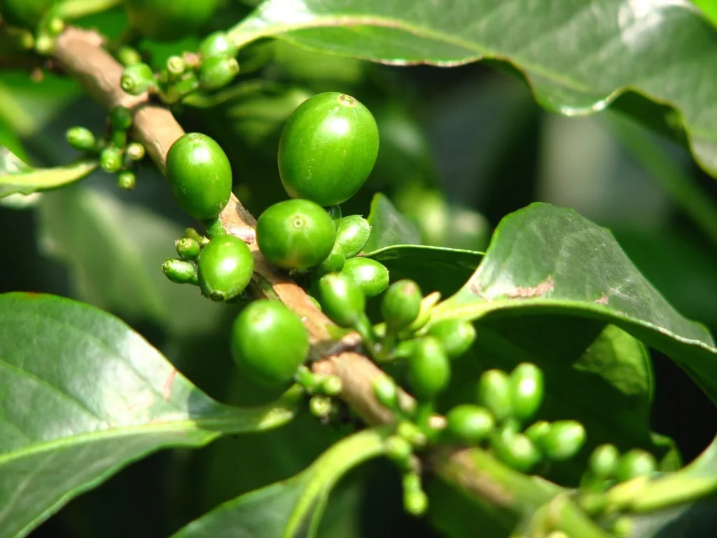 La verdad sobre el café verde: el "quemagrasa milagroso" que no es tan milagroso 2 Moncloa RADIOGRAFÍA DEL GRANO SIN TOSTAR: DESCUBRIENDO EL CAFÉ VERDE