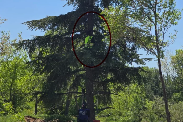 Los operarios talan el cedro centenario en el cantón de Montecarmelo | Fuente: Asociación de Vecinos de Montecarmelo