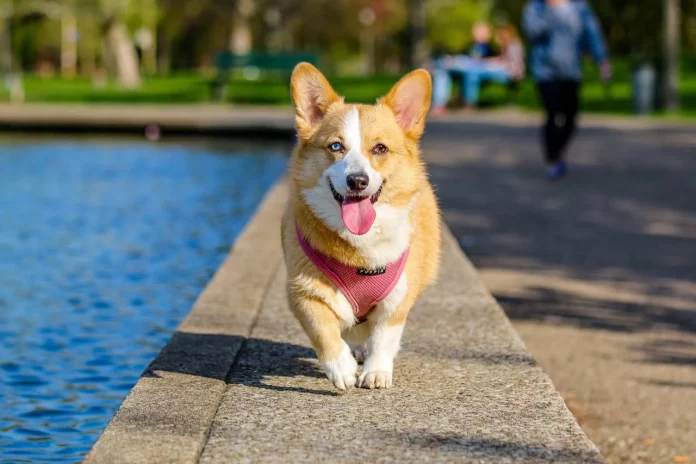 Si vives en Madrid, este es el parque al que llevar a tu perro. Fuente Pexels