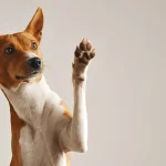 Descubre el alimento prohibido para perros más letal que el chocolate y que sigue pasando desapercibido entre los dueños