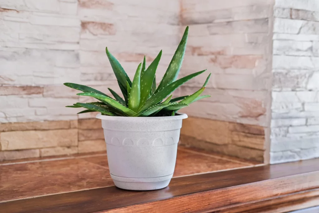 CÓMO INCORPORAR ESTA MARAVILLA NATURAL EN TU DORMITORIO