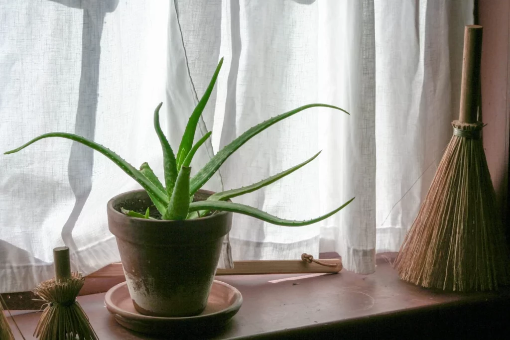 MÁS ALLÁ DEL DESCANSO: OTROS BENEFICIOS DE TENER ALOE VERA EN CASA
