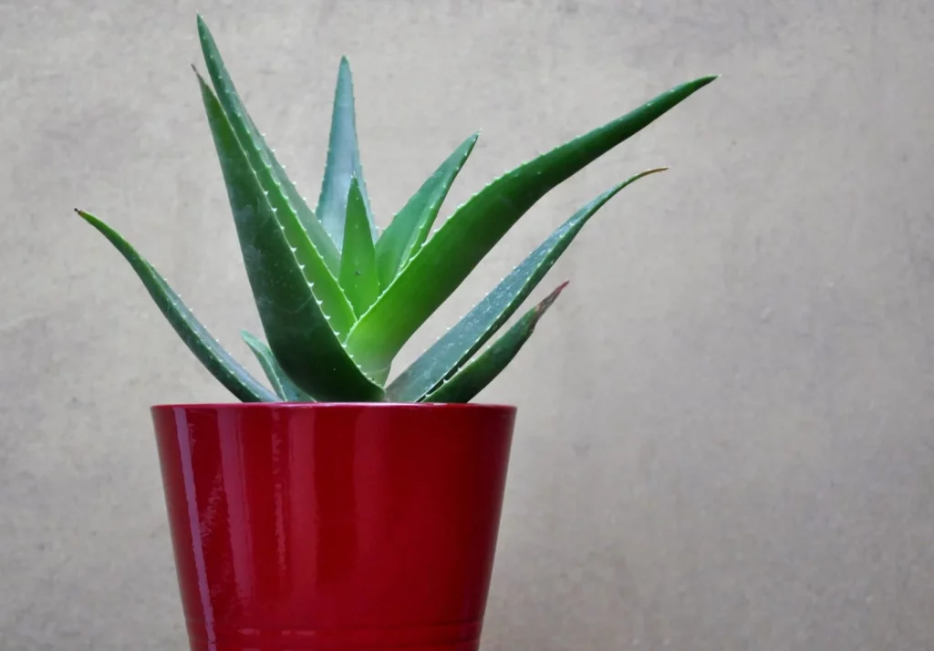 CONSEJOS PRÁCTICOS PARA APROVECHAR AL MÁXIMO TU PLANTA DE ALOE VERA