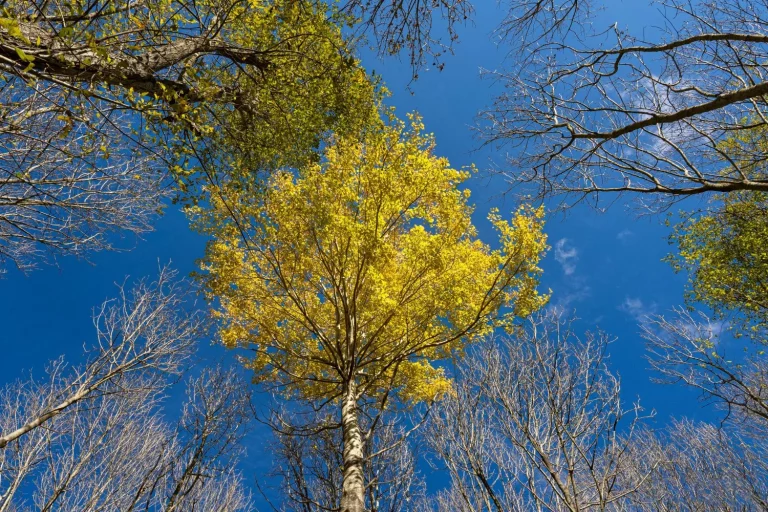 Conoce el bosque «encantado» de Madrid donde los árboles crecen en espiral