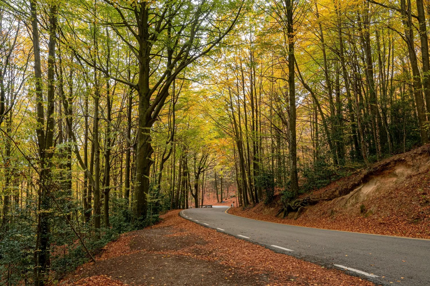 EL ÚLTIMO REDUCTO DE HAYAS EN MADRID: UN OASIS BOTÁNICO EN LA SIERRA