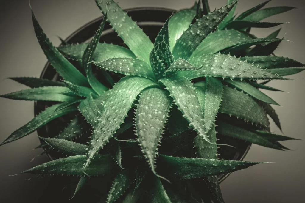 EL SECRETO MEJOR GUARDADO DEL ALOE VERA: OXÍGENO NOCTURNO