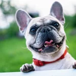 Te contamos cómo proteger a tu mascota de las olas de calor y cómo identificar si está sufriendo una