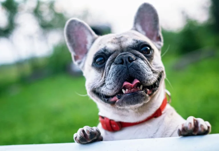Te contamos cómo proteger a tu mascota de las olas de calor y cómo identificar si está sufriendo una