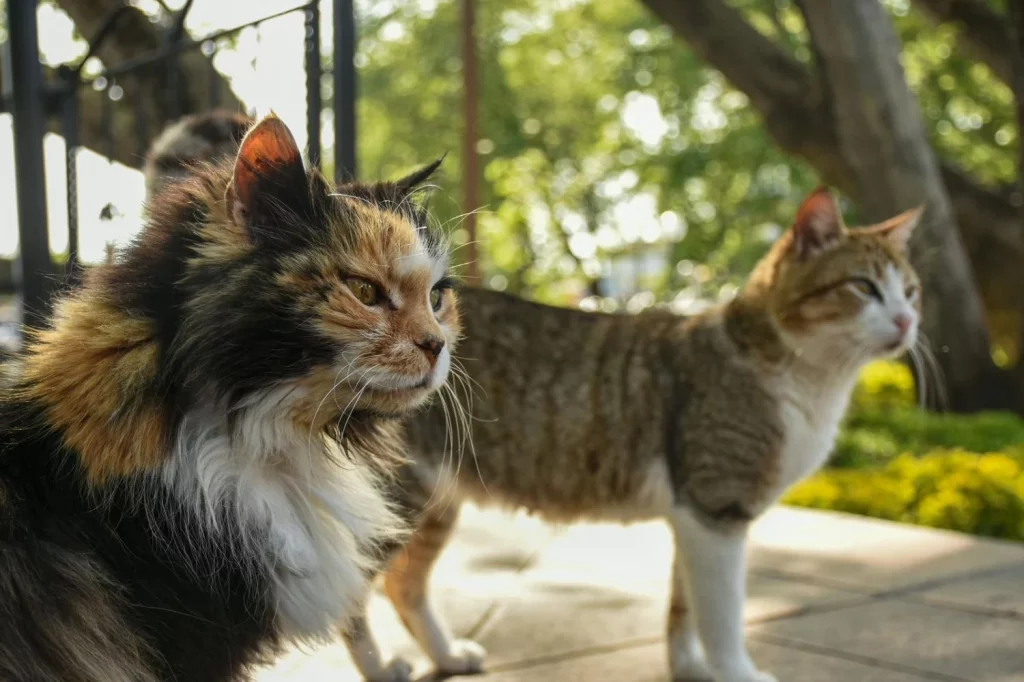 Cómo proteger a tu mascota durante las olas de calor