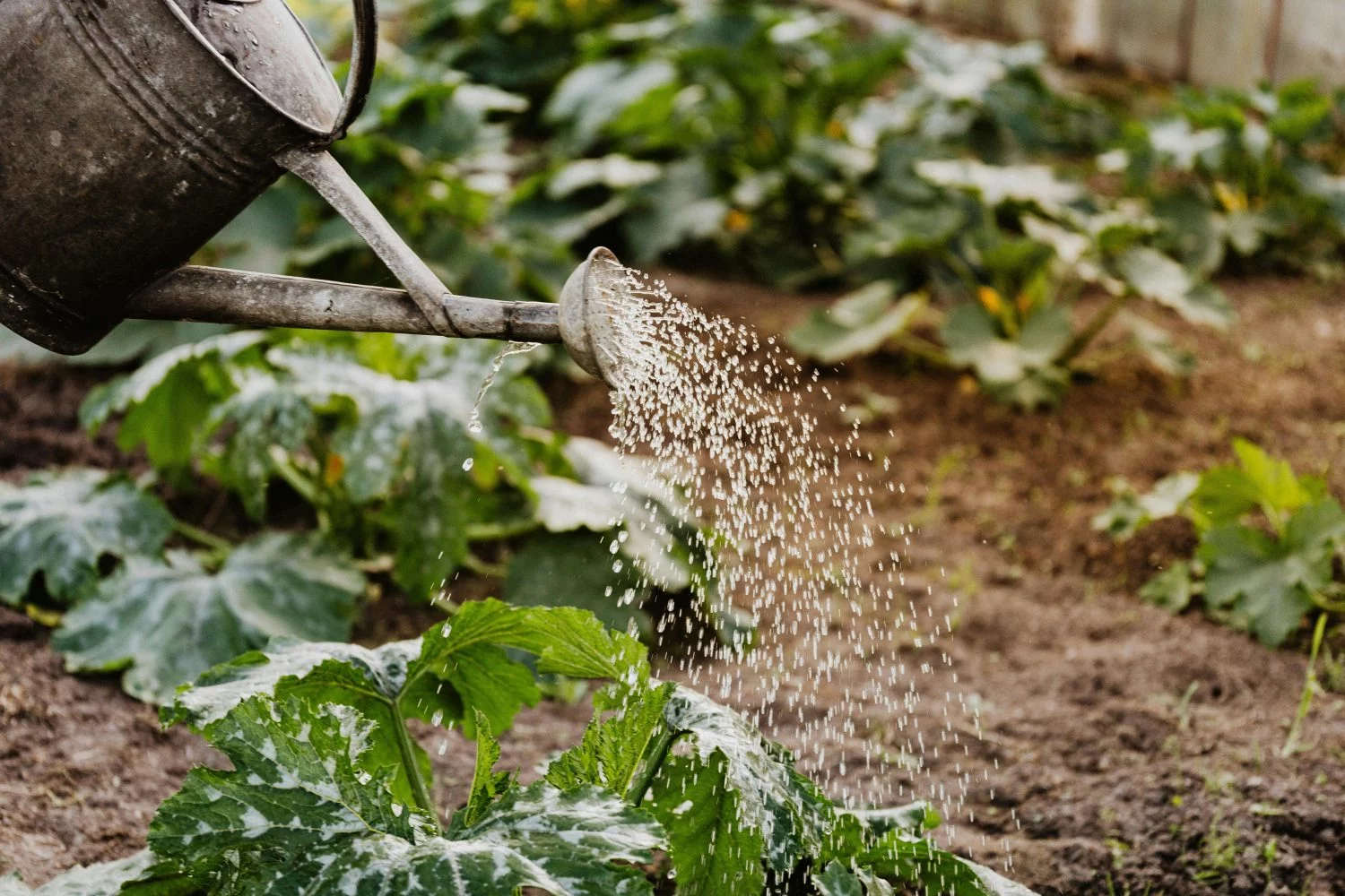 Amazon tiene el accesorio que salva tu jardín del calor y tu factura del agua por menos de 10 €