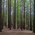 ¿Cansado de la playa? Descubre el bosque de secuoyas gigantes que te hará sentir en California sin salir de Cantabria